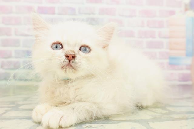 茨城県のミヌエット (Coo&RIKU筑西店/2026年4月19日生まれ/男の子/シールリンクスポイント)の子猫の2枚目の画像