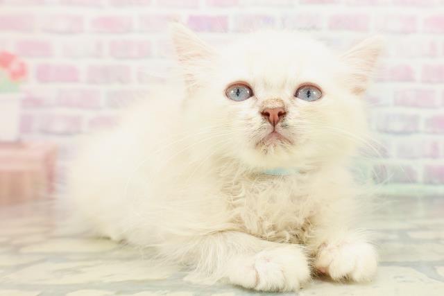 茨城県のミヌエット (Coo&RIKU筑西店/2026年4月19日生まれ/男の子/シールリンクスポイント)の子猫の3枚目の画像