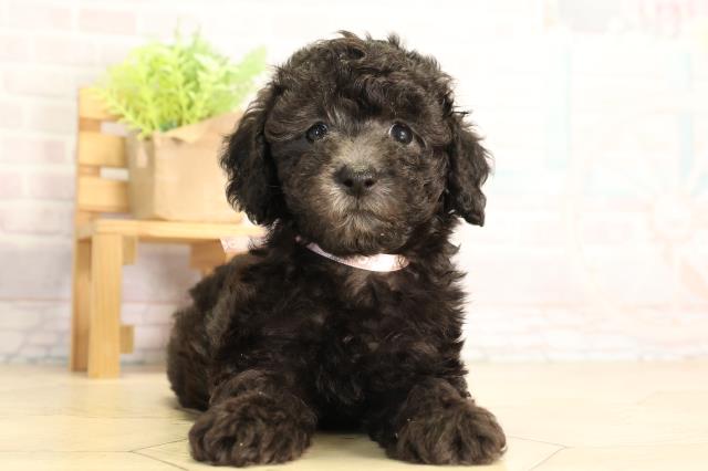 静岡県のトイプードル(トイ) (Coo&RIKU浜松店/2026年5月5日生まれ/女の子/シルバー)の子犬の1枚目の画像