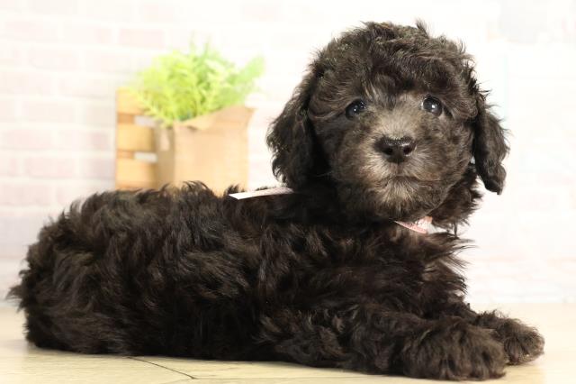 静岡県のトイプードル(トイ) (Coo&RIKU浜松店/2026年5月5日生まれ/女の子/シルバー)の子犬の2枚目の画像