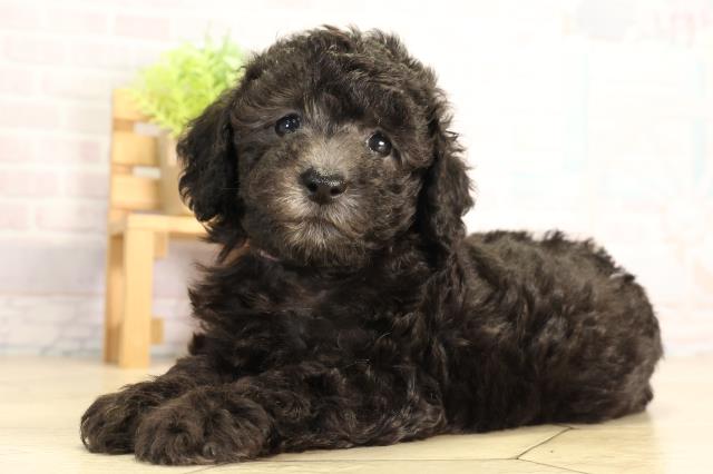 静岡県のトイプードル(トイ) (Coo&RIKU浜松店/2026年5月5日生まれ/女の子/シルバー)の子犬の3枚目の画像