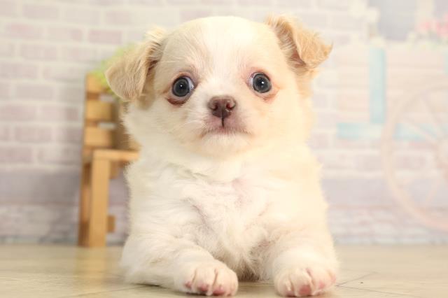 愛知県のチワワ(ロング) (Coo&RIKU半田店/2026年5月3日生まれ/男の子/クリームホワイト)の子犬の1枚目の画像