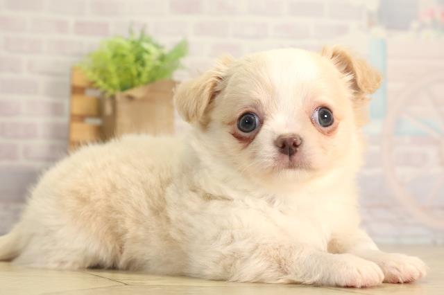 愛知県のチワワ(ロング) (Coo&RIKU半田店/2026年5月3日生まれ/男の子/クリームホワイト)の子犬の2枚目の画像