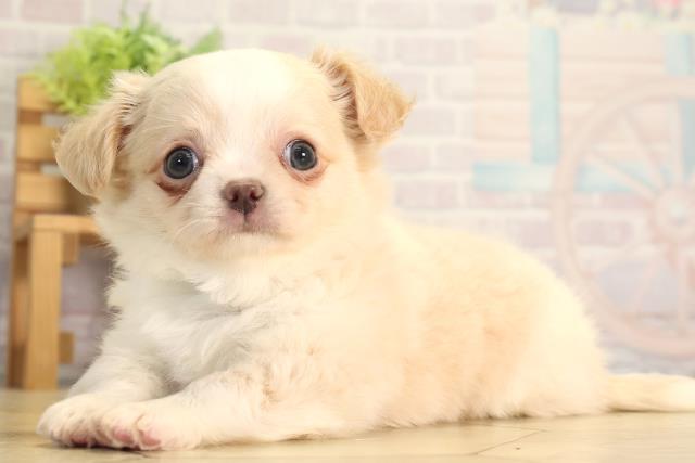 愛知県のチワワ(ロング) (Coo&RIKU半田店/2026年5月3日生まれ/男の子/クリームホワイト)の子犬の3枚目の画像