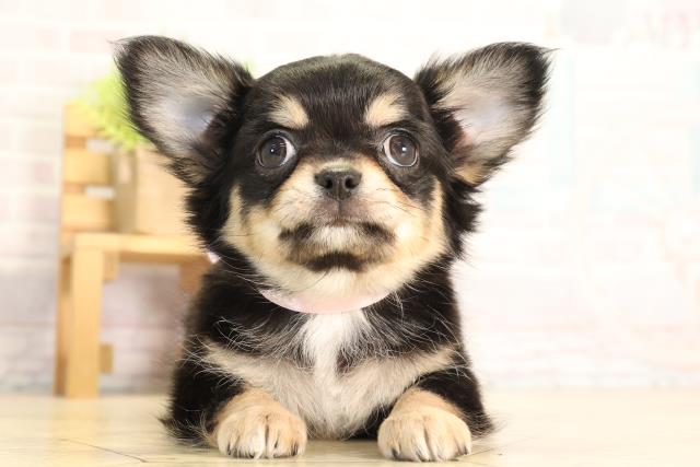 静岡県のチワワ(ロング) (Coo&RIKU富士店/2026年5月5日生まれ/女の子/ブラックタン)の子犬の1枚目の画像