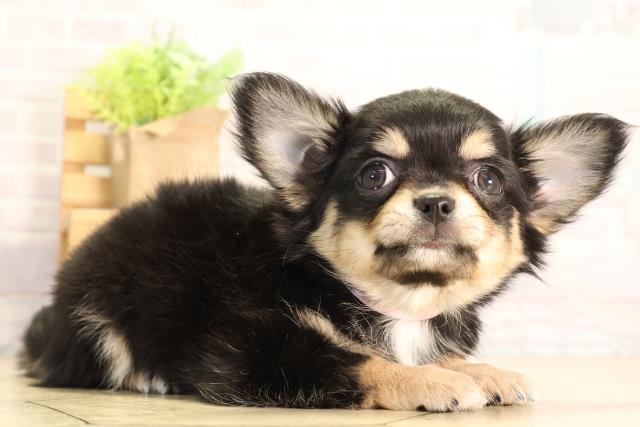 静岡県のチワワ(ロング) (Coo&RIKU富士店/2026年5月5日生まれ/女の子/ブラックタン)の子犬の2枚目の画像
