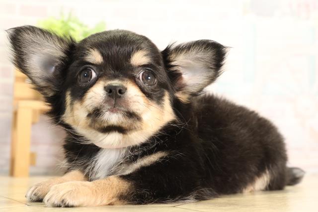 静岡県のチワワ(ロング) (Coo&RIKU富士店/2026年5月5日生まれ/女の子/ブラックタン)の子犬の3枚目の画像