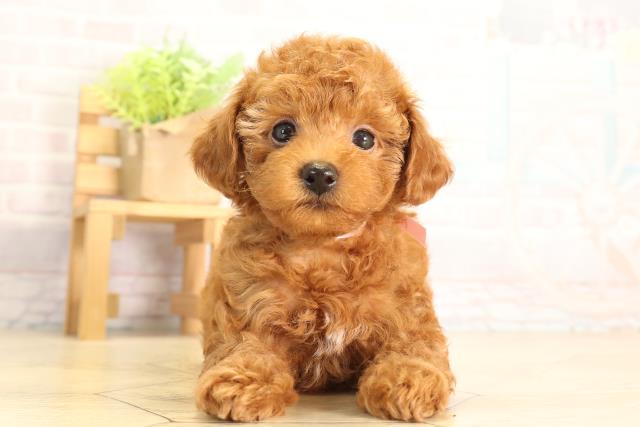 愛知県のトイプードル(トイ) (Coo&RIKU東海一宮店/2026年5月5日生まれ/女の子/レッドフォーン)の子犬の1枚目の画像