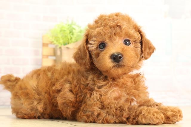 愛知県のトイプードル(トイ) (Coo&RIKU東海一宮店/2026年5月5日生まれ/女の子/レッドフォーン)の子犬の2枚目の画像