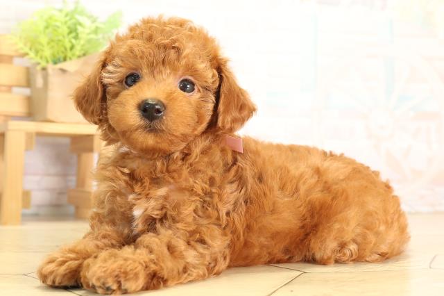 愛知県のトイプードル(トイ) (Coo&RIKU東海一宮店/2026年5月5日生まれ/女の子/レッドフォーン)の子犬の3枚目の画像