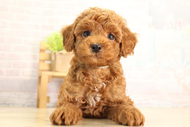 静岡県のトイプードル(トイ) (Coo&RIKU藤枝店/2026年5月5日生まれ/男の子/レッドフォーン)の子犬の1枚目の画像