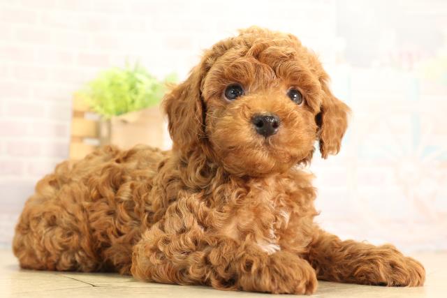 静岡県のトイプードル(トイ) (Coo&RIKU藤枝店/2026年5月5日生まれ/男の子/レッドフォーン)の子犬の2枚目の画像