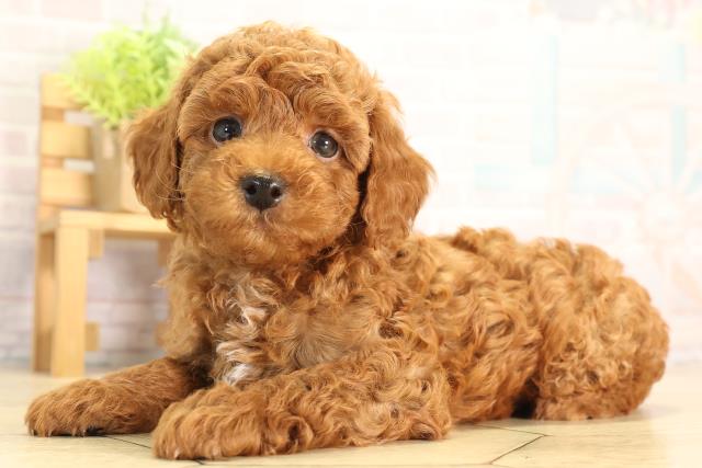 静岡県のトイプードル(トイ) (Coo&RIKU藤枝店/2026年5月5日生まれ/男の子/レッドフォーン)の子犬の3枚目の画像