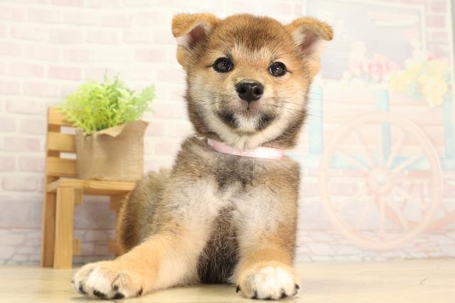 愛知県の柴犬(標準サイズ) (Coo&RIKU春日井店/2026年5月5日生まれ/女の子/赤)の子犬の1枚目の画像