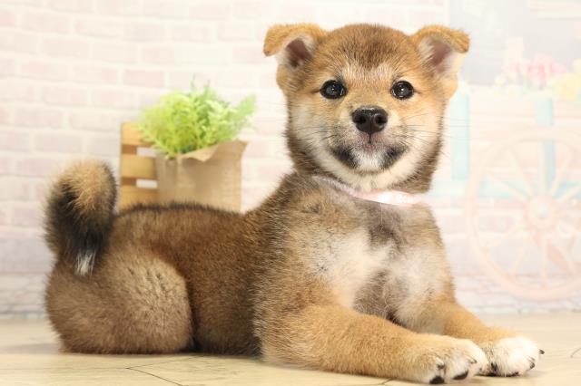 愛知県の柴犬(標準サイズ) (Coo&RIKU春日井店/2026年5月5日生まれ/女の子/赤)の子犬の2枚目の画像