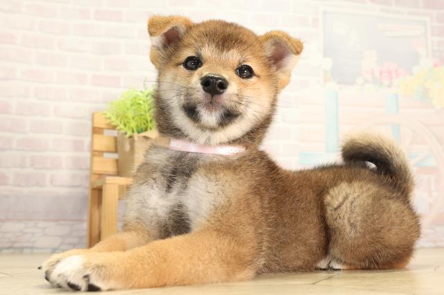 愛知県の柴犬(標準サイズ) (Coo&RIKU春日井店/2026年5月5日生まれ/女の子/赤)の子犬の3枚目の画像