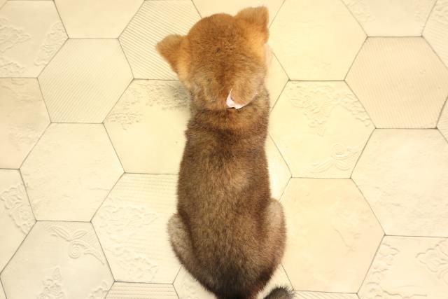 愛知県の柴犬(標準サイズ) (Coo&RIKU春日井店/2026年5月5日生まれ/女の子/赤)の子犬の4枚目の画像