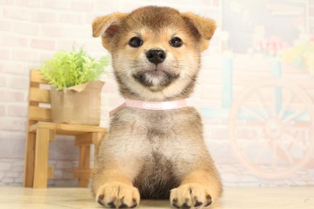 岐阜県の柴犬(標準サイズ) (Coo&RIKU岐南店/2026年5月5日生まれ/女の子/赤)の子犬の1枚目の画像