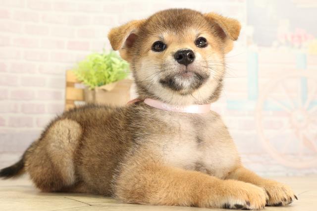 岐阜県の柴犬(標準サイズ) (Coo&RIKU岐南店/2026年5月5日生まれ/女の子/赤)の子犬の2枚目の画像