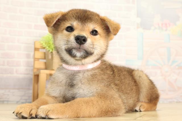 岐阜県の柴犬(標準サイズ) (Coo&RIKU岐南店/2026年5月5日生まれ/女の子/赤)の子犬の3枚目の画像
