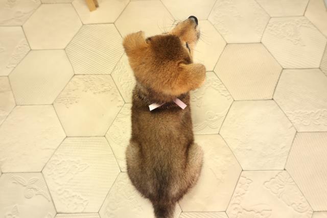 岐阜県の柴犬(標準サイズ) (Coo&RIKU岐南店/2026年5月5日生まれ/女の子/赤)の子犬の4枚目の画像