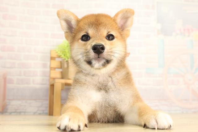 静岡県の柴犬(標準サイズ) (Coo&RIKU富士店/2026年5月5日生まれ/女の子/赤)の子犬の1枚目の画像
