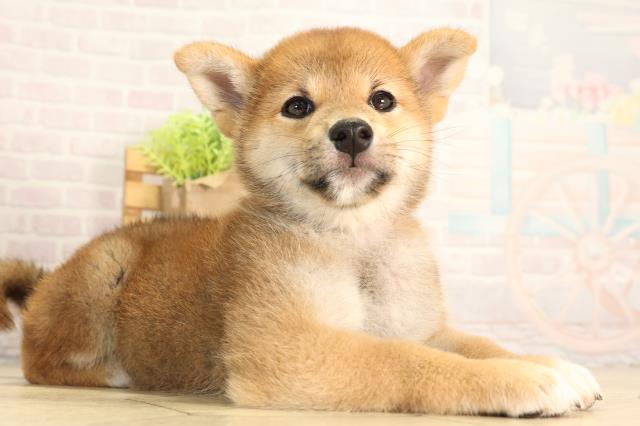 静岡県の柴犬(標準サイズ) (Coo&RIKU富士店/2026年5月5日生まれ/女の子/赤)の子犬の2枚目の画像