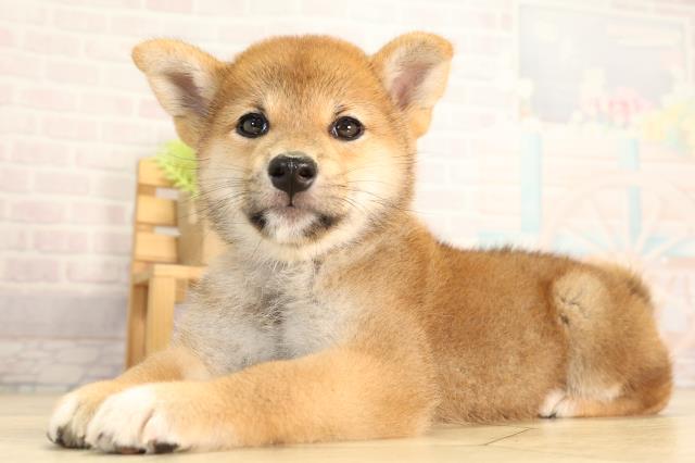 静岡県の柴犬(標準サイズ) (Coo&RIKU富士店/2026年5月5日生まれ/女の子/赤)の子犬の3枚目の画像