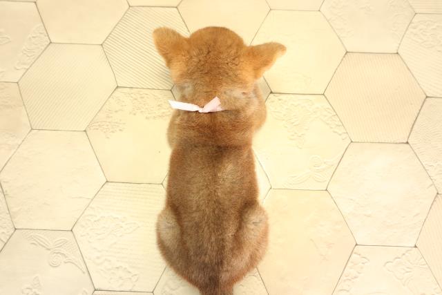 静岡県の柴犬(標準サイズ) (Coo&RIKU富士店/2026年5月5日生まれ/女の子/赤)の子犬の4枚目の画像