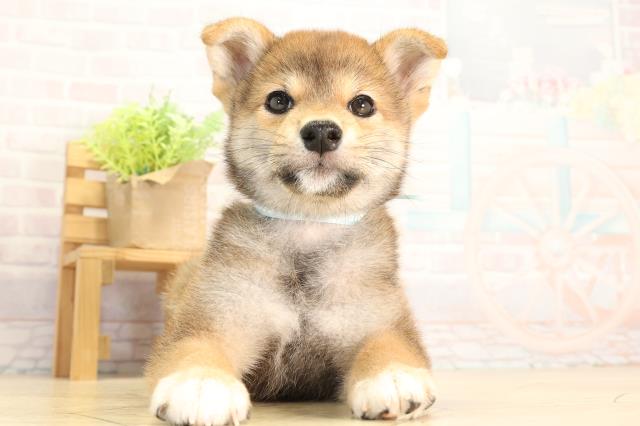 静岡県の柴犬(標準サイズ) (Coo&RIKU掛川店/2026年5月5日生まれ/男の子/赤)の子犬の1枚目の画像