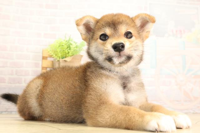 静岡県の柴犬(標準サイズ) (Coo&RIKU掛川店/2026年5月5日生まれ/男の子/赤)の子犬の2枚目の画像