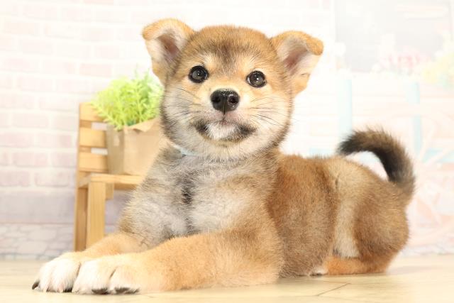 静岡県の柴犬(標準サイズ) (Coo&RIKU掛川店/2026年5月5日生まれ/男の子/赤)の子犬の3枚目の画像