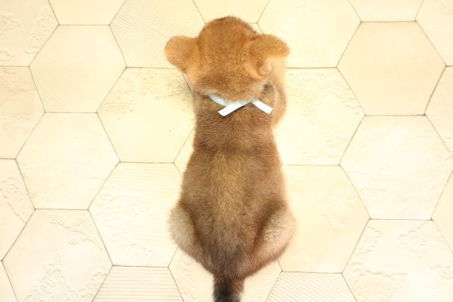 静岡県の柴犬(標準サイズ) (Coo&RIKU掛川店/2026年5月5日生まれ/男の子/赤)の子犬の4枚目の画像