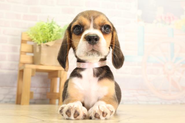 愛知県のビーグル (Coo&RIKU東海一宮店/2026年5月6日生まれ/女の子/ブラックタンホワイト)の子犬の1枚目の画像