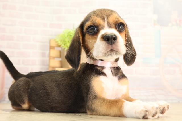 愛知県のビーグル (Coo&RIKU東海一宮店/2026年5月6日生まれ/女の子/ブラックタンホワイト)の子犬の2枚目の画像