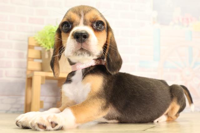 愛知県のビーグル (Coo&RIKU東海一宮店/2026年5月6日生まれ/女の子/ブラックタンホワイト)の子犬の3枚目の画像