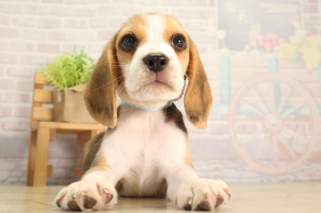岐阜県のビーグル (Coo&RIKU岐阜店/2026年5月6日生まれ/男の子/ブラックタンホワイト)の子犬の1枚目の画像