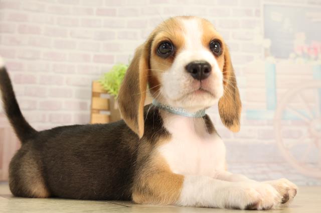 岐阜県のビーグル (Coo&RIKU岐阜店/2026年5月6日生まれ/男の子/ブラックタンホワイト)の子犬の2枚目の画像