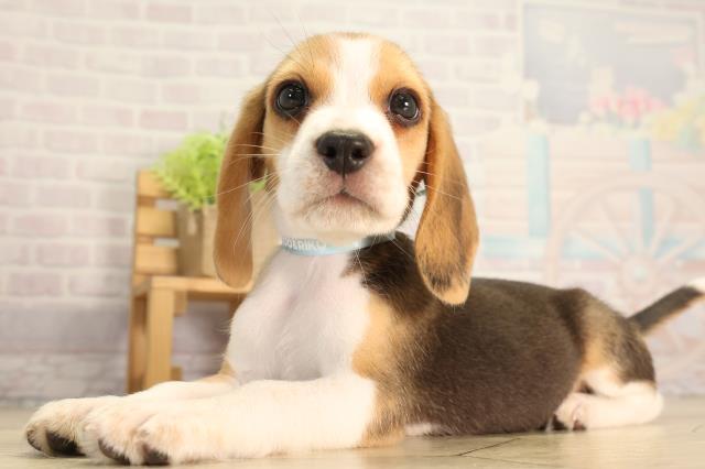 岐阜県のビーグル (Coo&RIKU岐阜店/2026年5月6日生まれ/男の子/ブラックタンホワイト)の子犬の3枚目の画像
