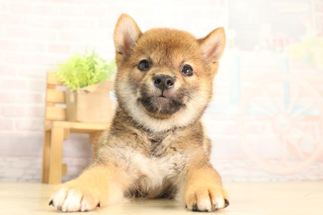 愛知県の柴犬(標準サイズ) (Coo&RIKU春日井店/2026年5月6日生まれ/男の子/赤)の子犬の1枚目の画像