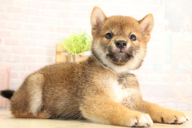 愛知県の柴犬(標準サイズ) (Coo&RIKU春日井店/2026年5月6日生まれ/男の子/赤)の子犬の2枚目の画像