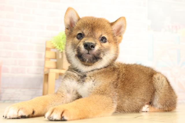 愛知県の柴犬(標準サイズ) (Coo&RIKU春日井店/2026年5月6日生まれ/男の子/赤)の子犬の3枚目の画像