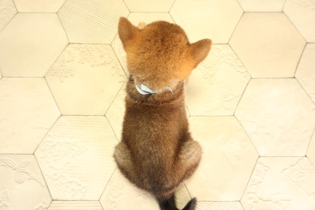 愛知県の柴犬(標準サイズ) (Coo&RIKU春日井店/2026年5月6日生まれ/男の子/赤)の子犬の4枚目の画像