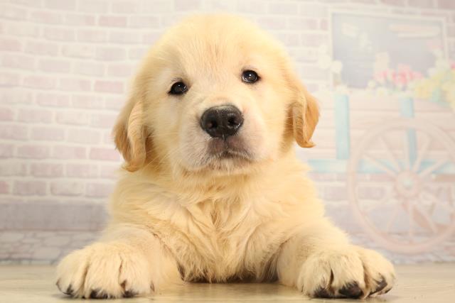 愛知県のゴールデンレトリバー (Coo&RIKU東海一宮店/2026年5月6日生まれ/男の子/ゴールデン)の子犬の1枚目の画像