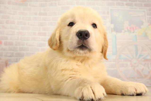 愛知県のゴールデンレトリバー (Coo&RIKU東海一宮店/2026年5月6日生まれ/男の子/ゴールデン)の子犬の2枚目の画像