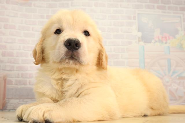 愛知県のゴールデンレトリバー (Coo&RIKU東海一宮店/2026年5月6日生まれ/男の子/ゴールデン)の子犬の3枚目の画像