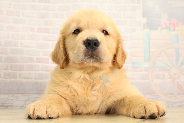 愛知県のゴールデンレトリバー (Coo&RIKU春日井店/2026年5月6日生まれ/男の子/ゴールデン)の子犬の1枚目の画像