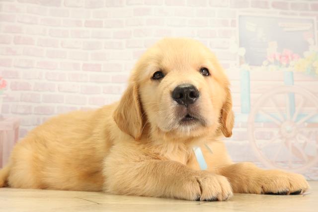 愛知県のゴールデンレトリバー (Coo&RIKU春日井店/2026年5月6日生まれ/男の子/ゴールデン)の子犬の2枚目の画像