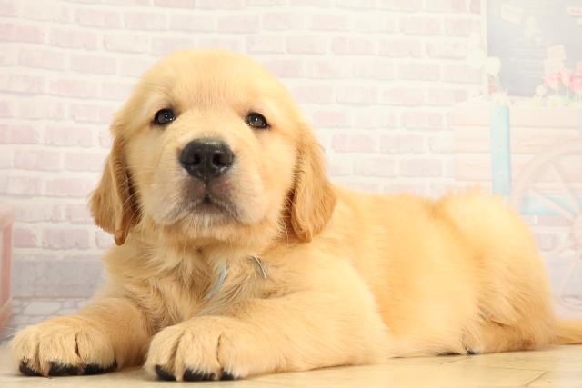 愛知県のゴールデンレトリバー (Coo&RIKU春日井店/2026年5月6日生まれ/男の子/ゴールデン)の子犬の3枚目の画像