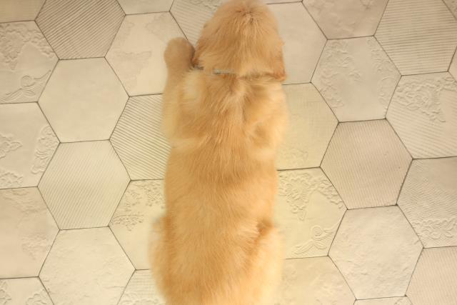 愛知県のゴールデンレトリバー (Coo&RIKU春日井店/2026年5月6日生まれ/男の子/ゴールデン)の子犬の4枚目の画像